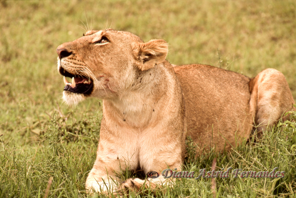 Lioness-looking-skyward-Masai-Mara-Kenya